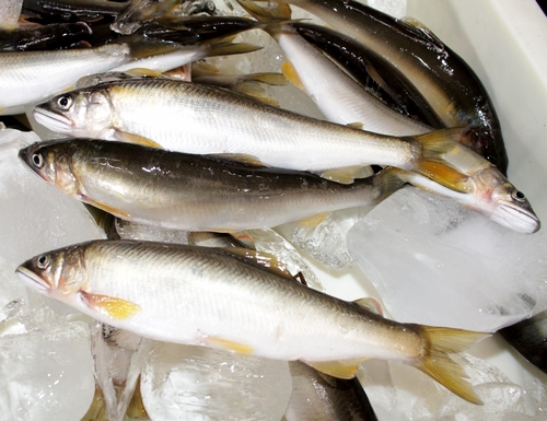 【由良川】11月に落ちアユ漁解禁　例年より上流で釣果期待