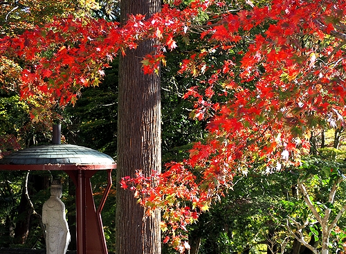 きょう立冬　赤や黄に色付く葉、長安寺のもみじ見ごろ