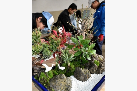 新春の縁起物　福高三和分校で松竹梅の寄せ植え