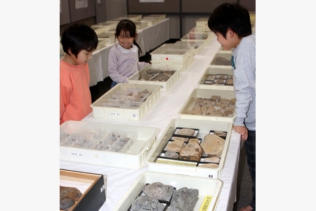 児童科学館で化石展　貝など寄贈の800点