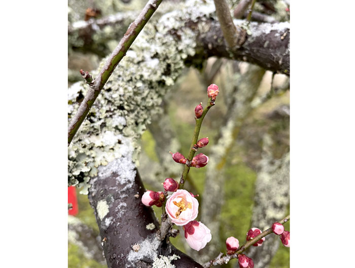 紅梅にうっすら雪　季節逆戻りの福知山、2月中旬並みの寒さ