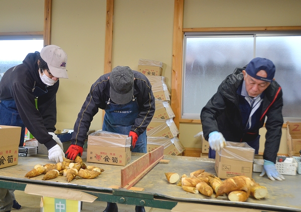 全国にファン　報恩寺のタケノコ初出荷