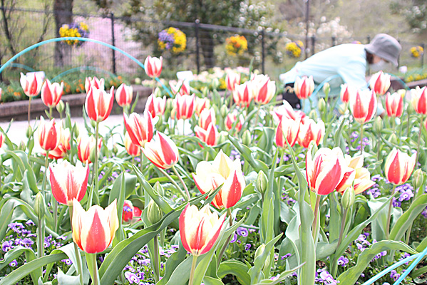 あなたの推しのチューリップは？　植物園で選抜総選挙