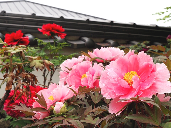 色とりどり30種の大輪　洞玄寺でボタンが見ごろ