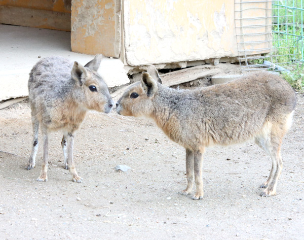 マーラ2匹が仲間入り　三段池動物園