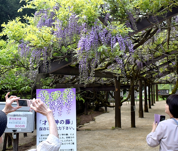 台風災害乗り越え紫の花房鮮やか　才ノ神の藤