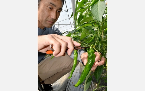 京の伝統野菜「万願寺」の収穫始まる　新規就農者増え増産
