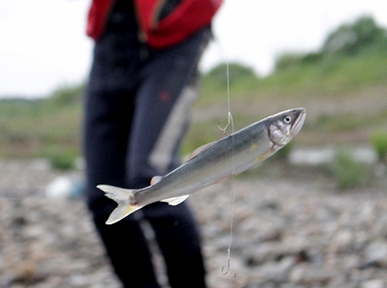 由良川でアユ釣り解禁　待ちわびた釣り人たちが竿