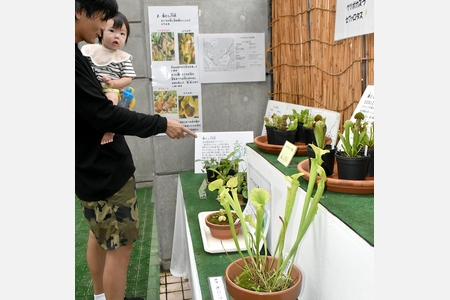 虫から栄養　三段池の食虫植物展に75種