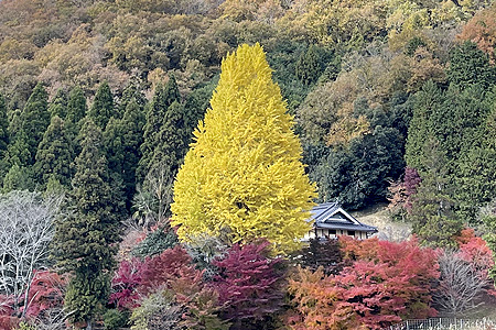 晩秋の風物詩　高正寺の大イチョウが見ごろ