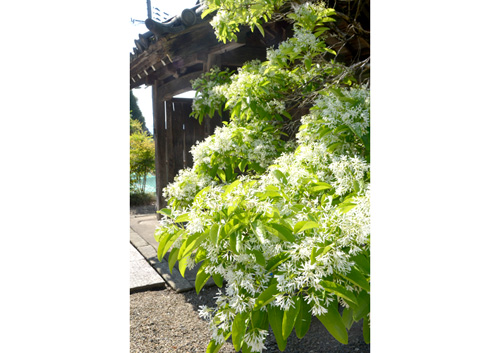 ナンジャモンジャ7分咲き　川北の頼光寺