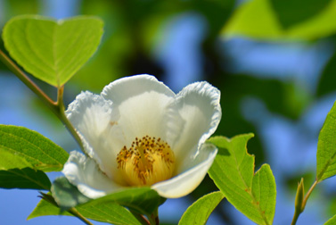 朝咲き夕方に散る－“涼”誘う純白の花　ナツツバキ咲き始める 談の松林寺