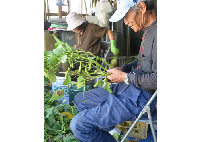 おいしさ増の新品種も 枝豆の「京夏ずきん」福知山などで収穫本格化