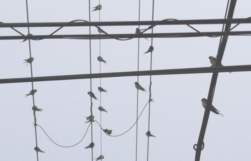 けさ電線上にツバメ数百羽　南へ向かって旅立ち／京都府福知山市