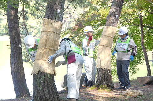 寒露を前に松のこも巻き作業　三段池公園内の池周辺で