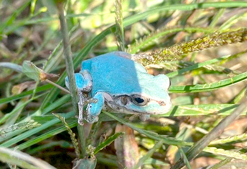 幸せ招く青いカエル、畑で発見　農家の千々岩さん
