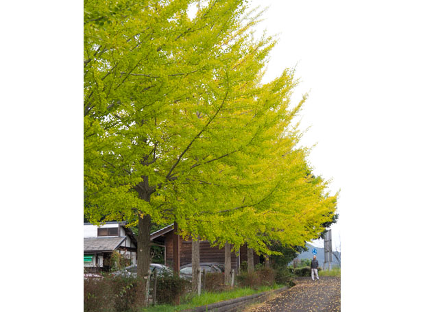 イチョウ並木黄色く、秋深まる夜久野高原　二十四節気の「霜降」