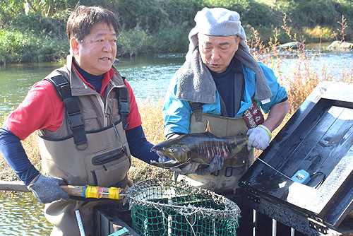 古里の牧川にサケ回帰　第1号は体長68センチの雄　今後の遡上に期待