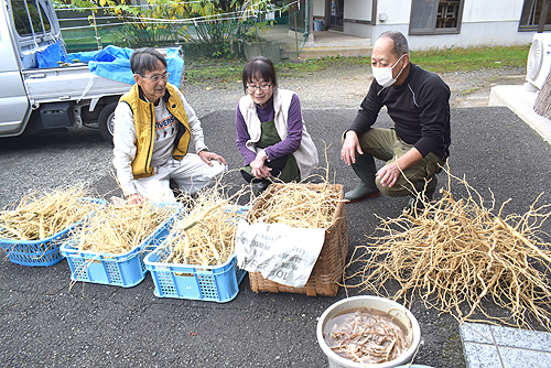 和紙の原料「トロロアオイ」　栽培農家減少で大江町の住民が栽培　田中製紙へ提供