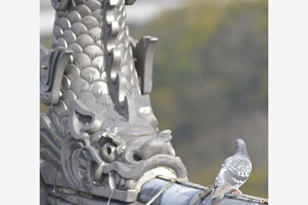 【福知山マラソン】開始前のほっこり瞬間　城天守閣でハトびっくり！