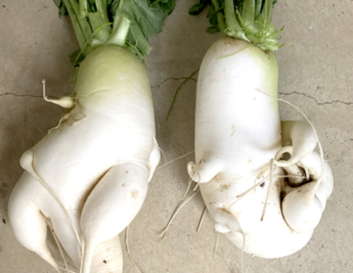 お化けみたいなダイコン収穫
