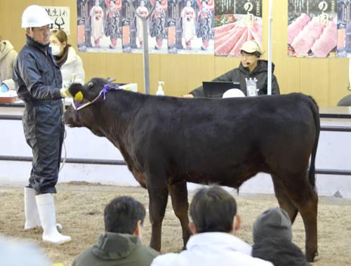 子牛の初セリ、最高値は86万5千円　前回上回る高値で取引　中丹家畜市場