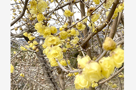 鮮やかなロウバイ、満開を心待ちに　土の大槻さん宅