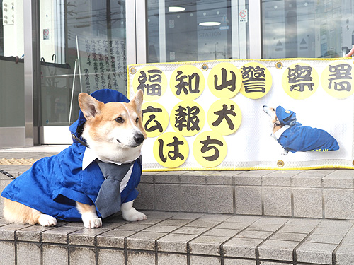 広報犬に署員の愛犬「はち」任命　啓発活動での活躍期待　福知山署