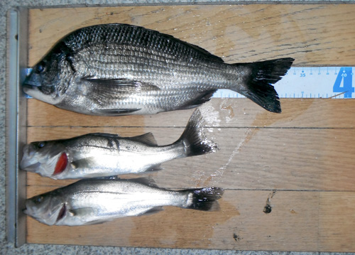 【由良川下流】チヌやセイゴが上がる　昨年から好調続く