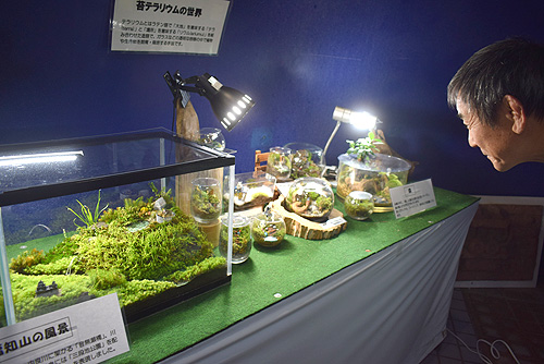 福知山の景色など、小さな世界で表現　苔テラリウム展示　三段池植物園で