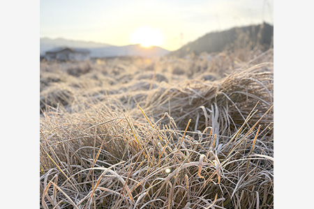 冬の名残の朝、一面霜に覆われ　きょう雨水を前に