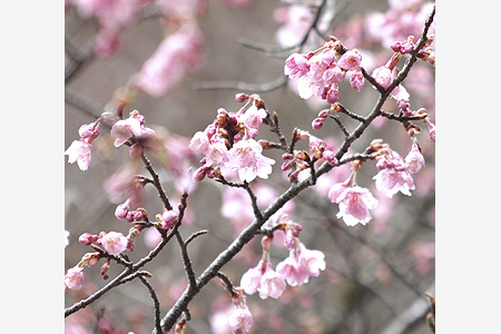 「ロケット桜」咲き始める　中の養泉寺