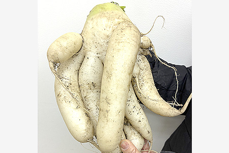 まるでイカみたい　奇妙な形の大根収穫　向野の楠元さん