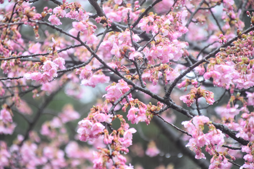 ひな祭りの雨の中、河津桜五分咲き　ラビハウス植物園