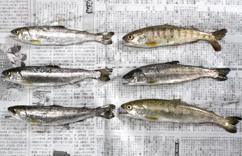 【由良川支流】16日にアマゴ釣り解禁　前日に各河川で放流も　由良川漁協