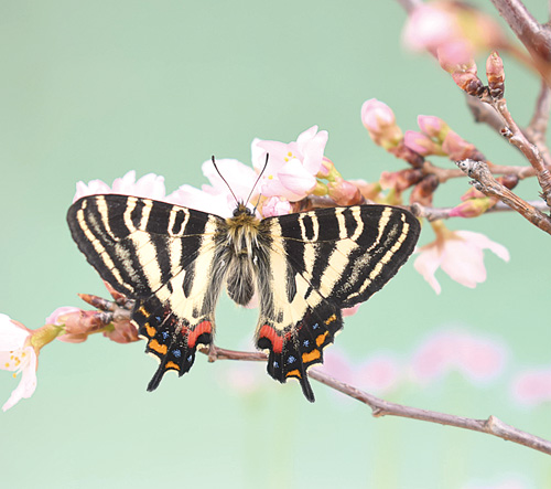 「春の女神」ギフチョウ、雄雌3匹が羽化　厚中問屋町大地さん宅