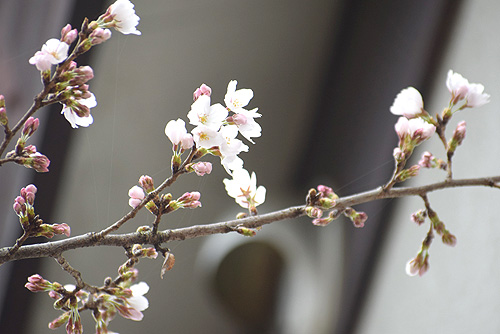 ソメイヨシノが開花　昨年より少し早く　西本町の末広公園