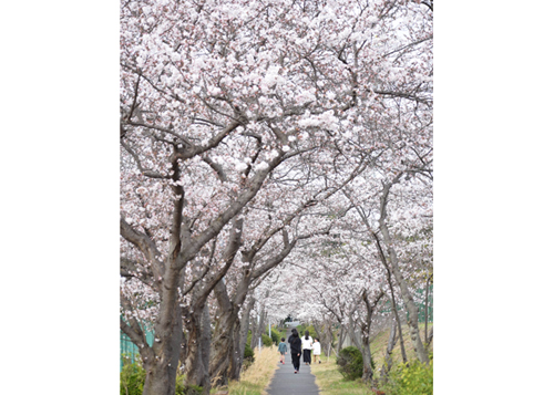瞬く間の桜のトンネル 長田野工業団地の遊歩道
