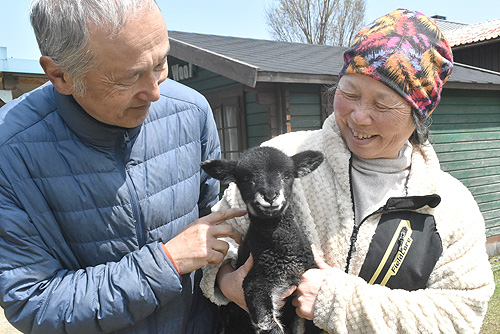 前足に障害ある子羊「あられ」 元気に育ってと人工哺乳　三和町梅原のみわファーム