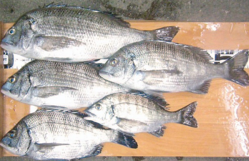 【久美浜湾】チヌのシーズン迎える