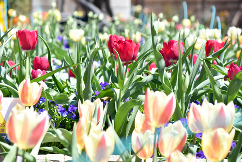最後のチューリップ総選挙　「お気に入りの花にぜひ一票を」　三段池植物園
