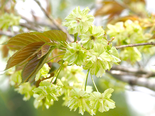 遅咲きの桜が園内彩る　珍品種・ギョイコウ開花　府緑化センター