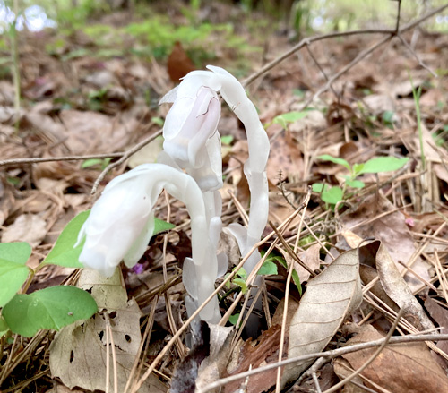 ユウレイソウの異名持つギンリョウソウ自生　三段池公園内で