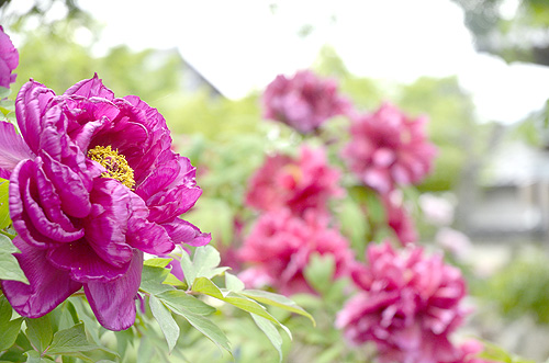 鮮やか「百花の王」色とりどりのボタンが見ごろ　石原の洞玄寺