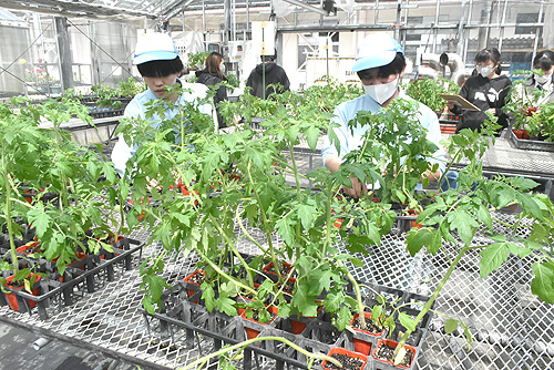 開始前から行列できる　トマトなど夏野菜苗販売　福知山高校三和分校