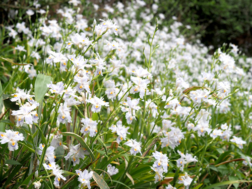 山裾にシャガ群生、淡紫の白い花が斜面彩る　夜久野町額田