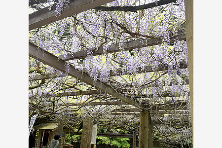 樹齢2千年のフジ開花　大江町の才ノ神の藤