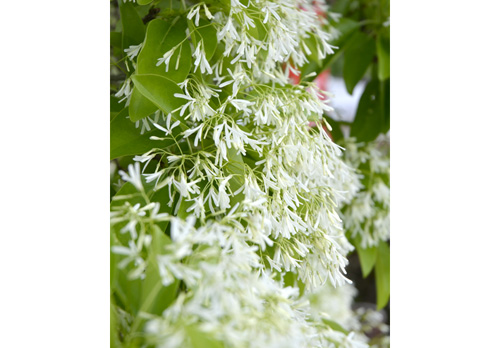 純白の花 緑の葉に映え、ナンジャモンジャ見ごろ　川北の頼光寺