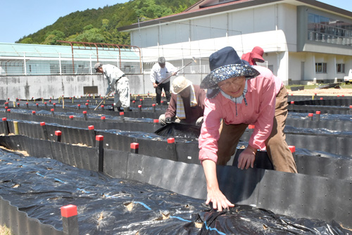 運動場でタイガーナッツ本格栽培　旧菟原小活用の京繊、農福連携事業に取り組む