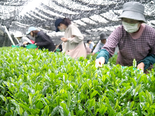品評会への新茶を手摘み　市民ら50人が協力